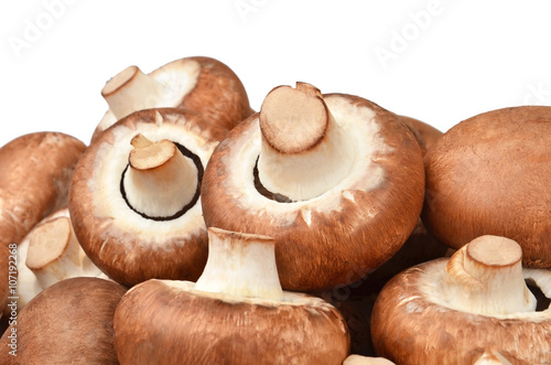 Champignon (True mushroom)