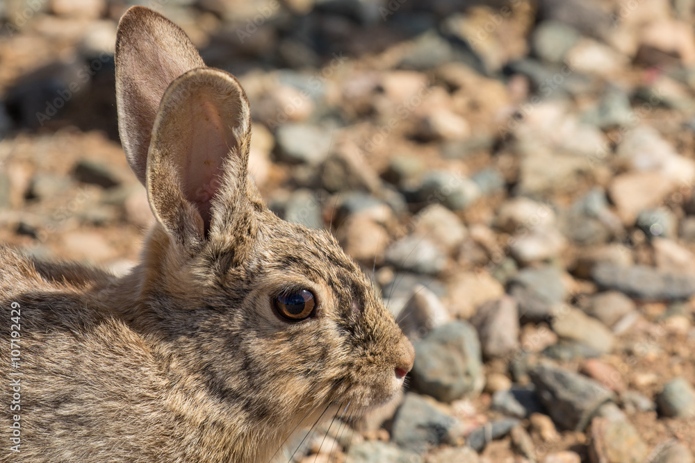Fototapeta premium Cottontail Rabbit