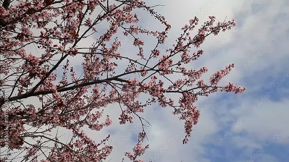 Spring flowering trees sky clouds with blue sky and clouds in background.
Spring flowering trees sky clouds with blue sky and clouds in background.