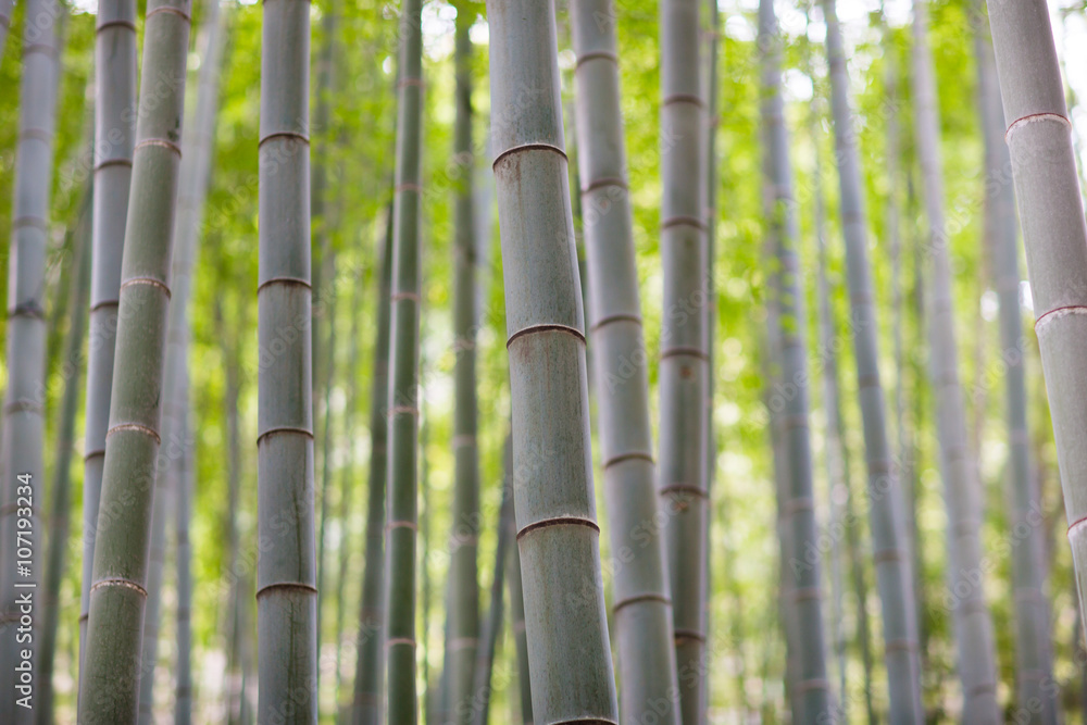 竹林 竹林