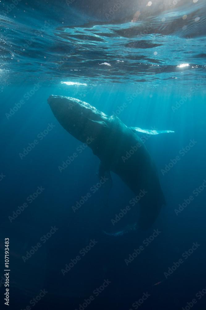 Humpback Whale in Sunlight
