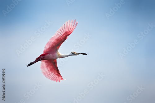 Roseate Spoonbill in flight