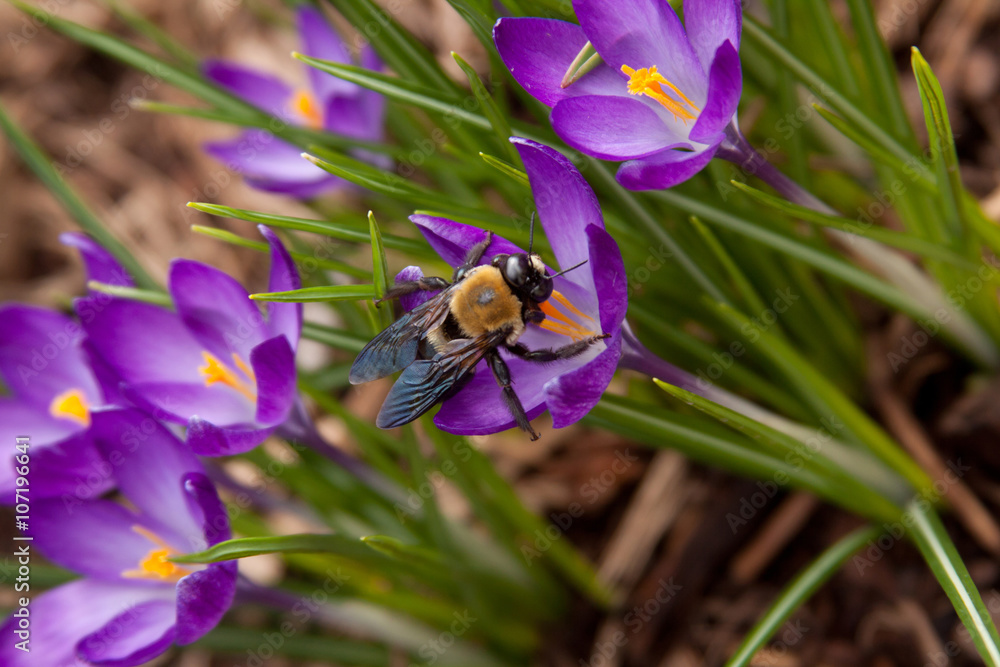 Fototapeta premium bee on a crocus