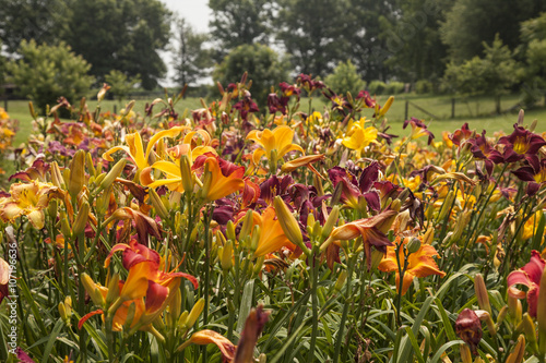 Fototapeta Naklejka Na Ścianę i Meble -  field of daylilies