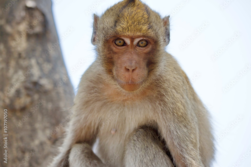 Fototapeta premium 可愛いサル 