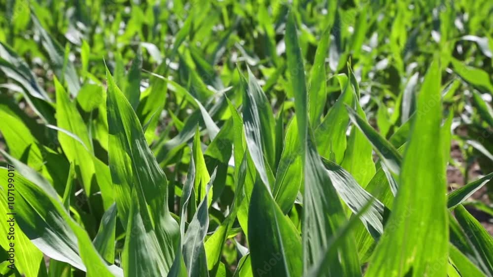 Stems of young corn at the farmer's field. Stems of young corn at the farmer's field.