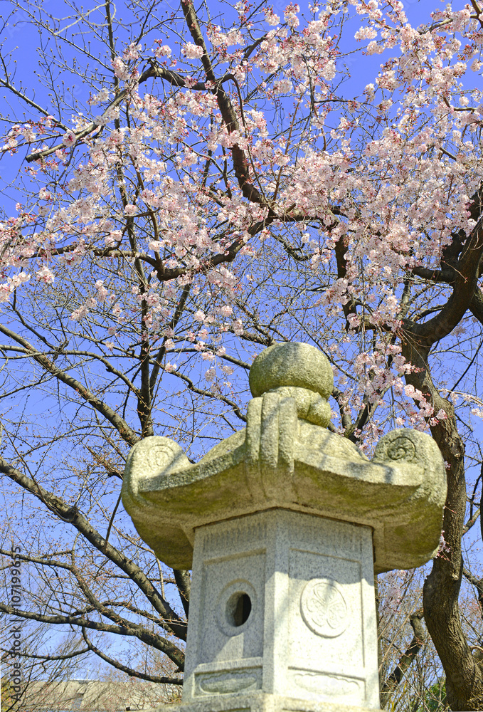 Sakura - Cherry blossoms in Japan mark the beginning of Spring and Hanami, flower viewing draws tourists from around the country to see the blossoms in an annual ritual