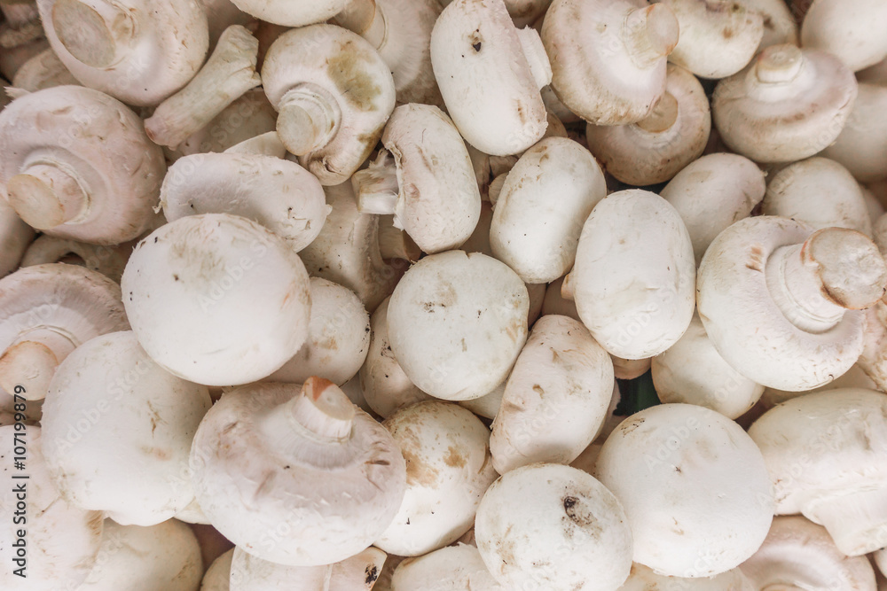 fresh champignons. Champignon mushrooms background fresh champignons. Champignon mushrooms background