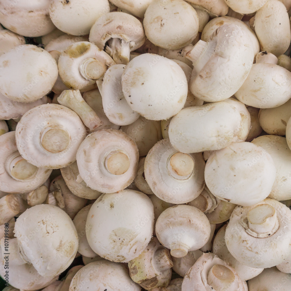 fresh champignons. Champignon mushrooms background fresh champignons. Champignon mushrooms background