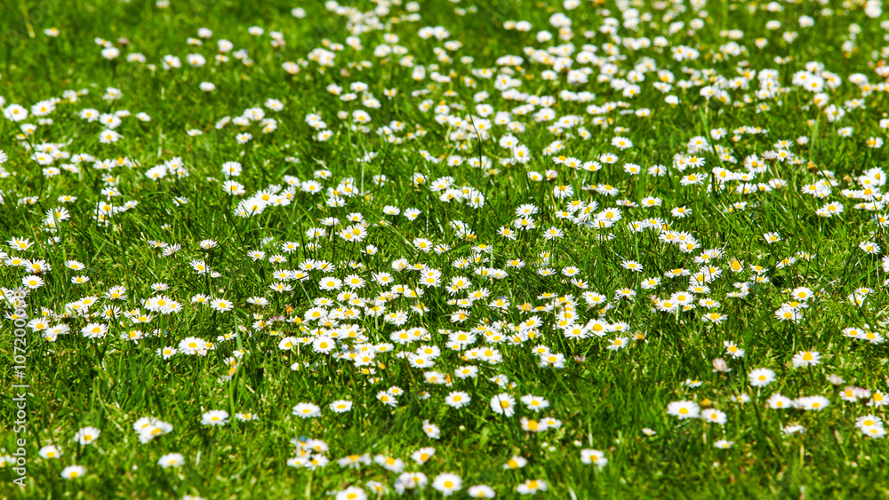 field of daisy flowers.  flower meadow