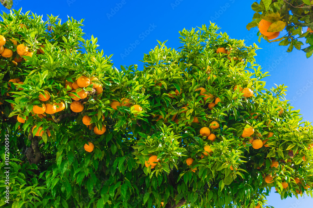 mandarin fruits on a tree. Orange tree. fresh orange on plant mandarin fruits on a tree. Orange tree. fresh orange on plant