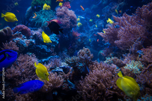 Fototapeta Naklejka Na Ścianę i Meble -  tropical Fish.  Underwater world