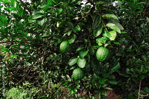 Oranges