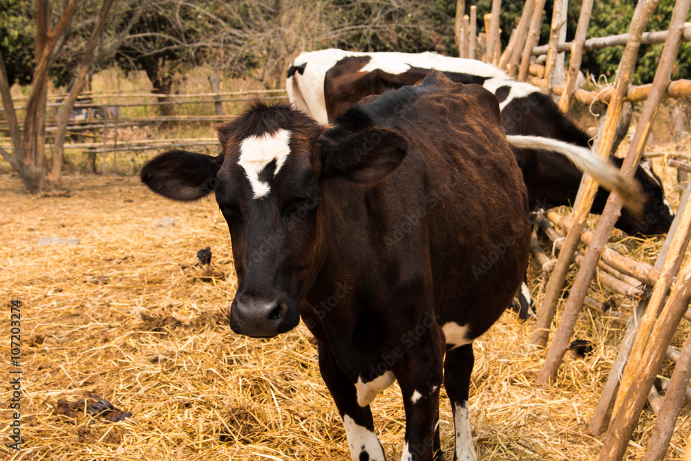Line of Black and white , milk cow in a farm Thailand,focus Stock Photo ...