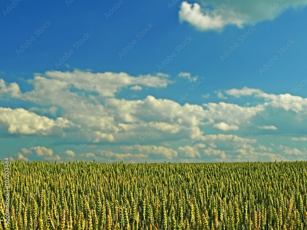 Wheat field landscape. Summer wheat field .  