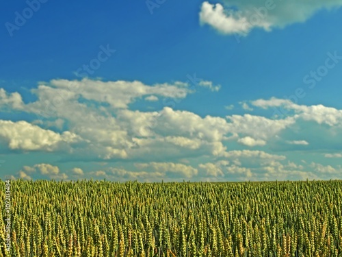 Wheat field landscape. Summer wheat field .  