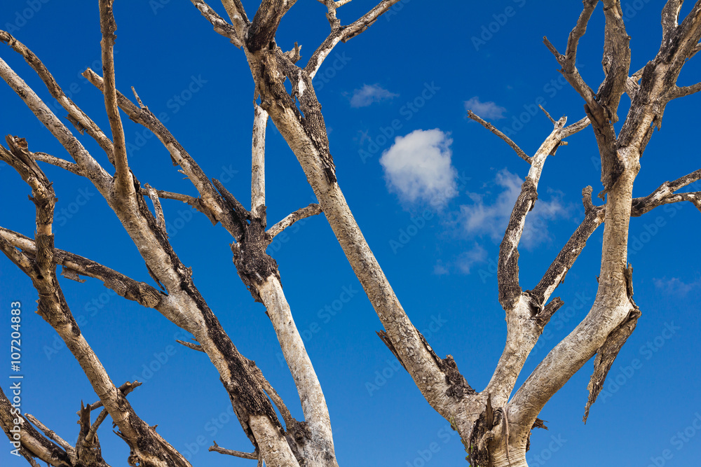 Dead twigs against the sky. Dead twigs against the sky.