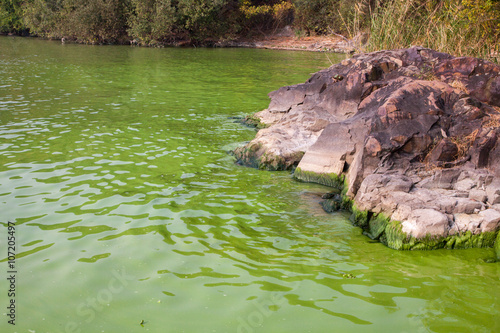 Cyanobacteria in Taihu lake