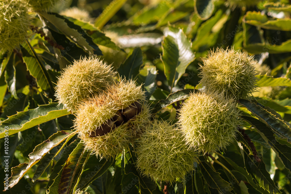 ripe sweet chestnuts in husk on tree