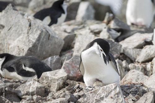 penguin with egg