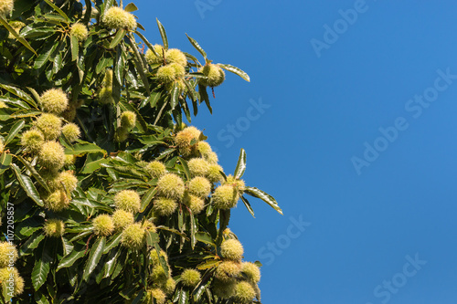sweet chestnut seeds and leaves against blue sky