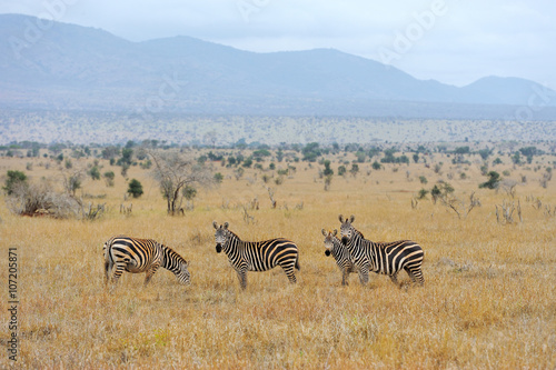 Zebra on grassland in Africa