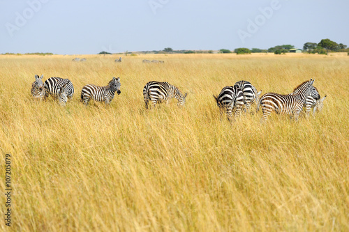 Zebra on grassland in Africa