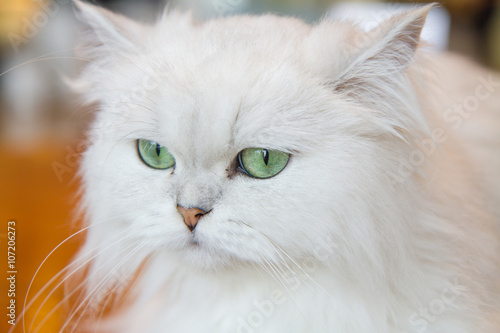 White Persian cats © rukawajung