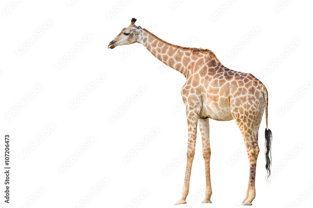Giraffe on isolated background.