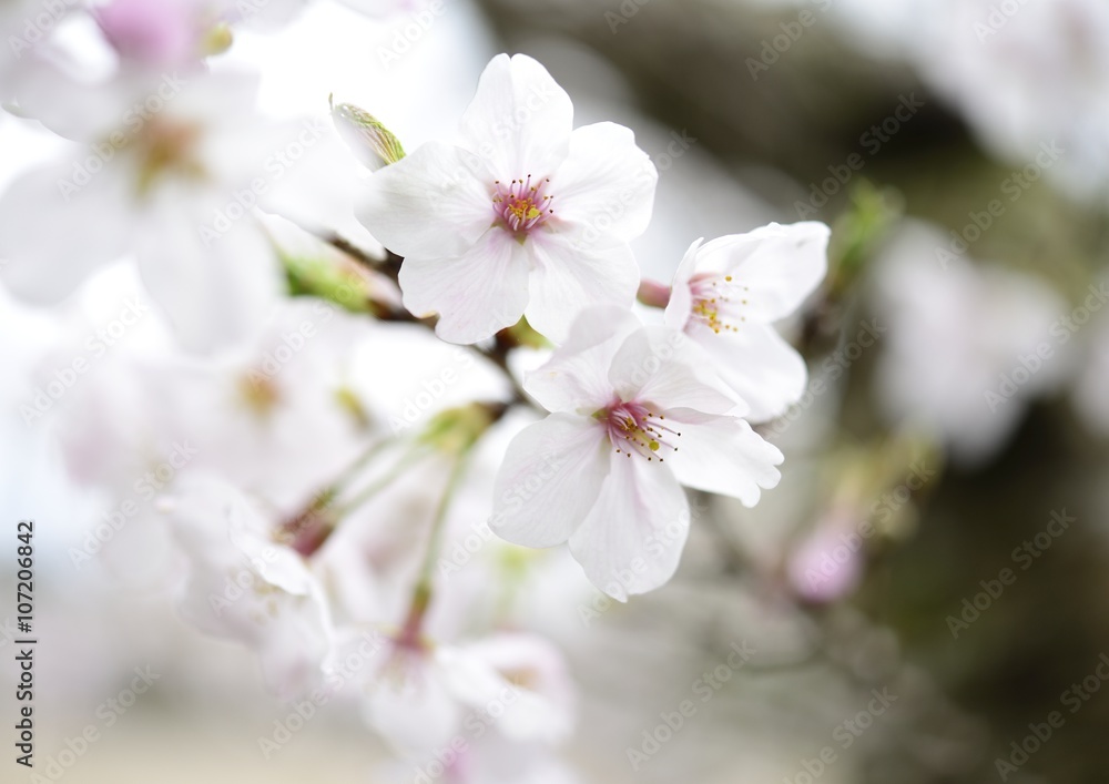 桜 桜