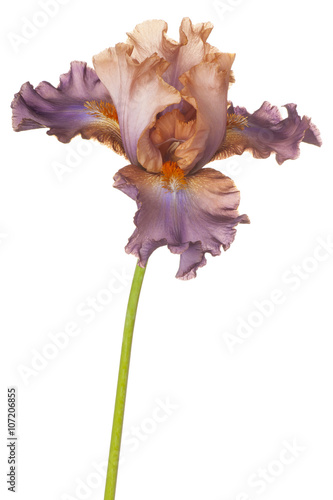 Fototapeta Naklejka Na Ścianę i Meble -  iris