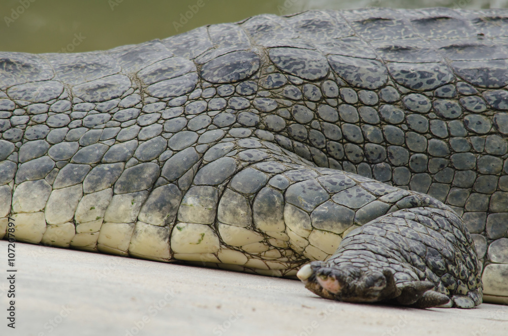 Fototapeta premium crocodile are semiaquatic and tend to congregate in freshwater h