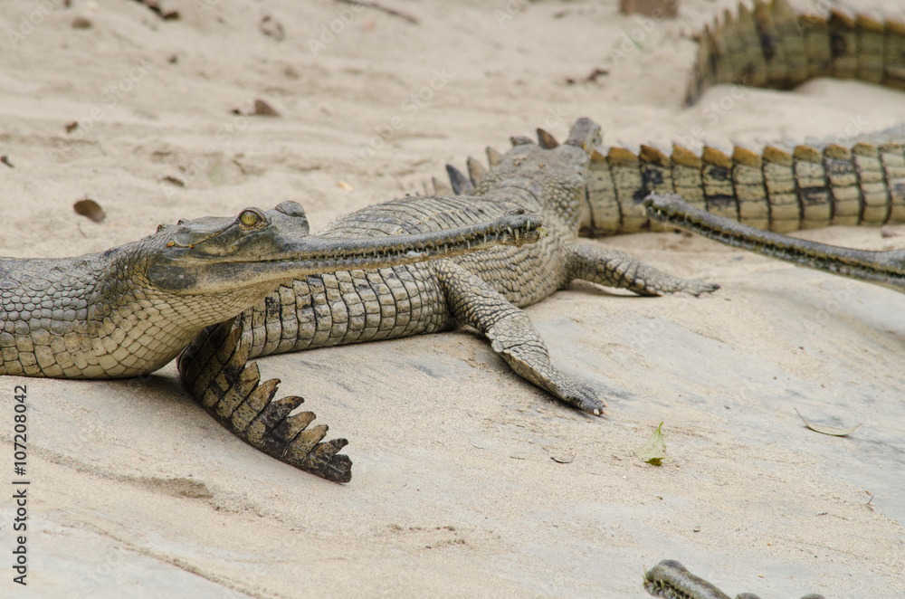 crocodile are semiaquatic and tend to congregate in freshwater h crocodile are semiaquatic and tend to congregate in freshwater h