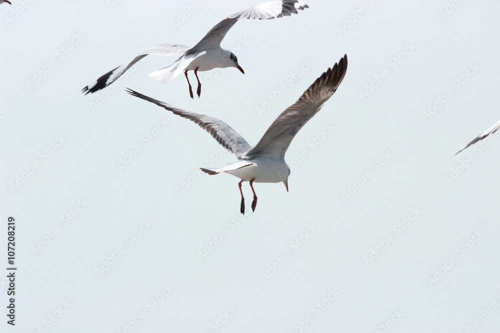 Obraz premium On the sky