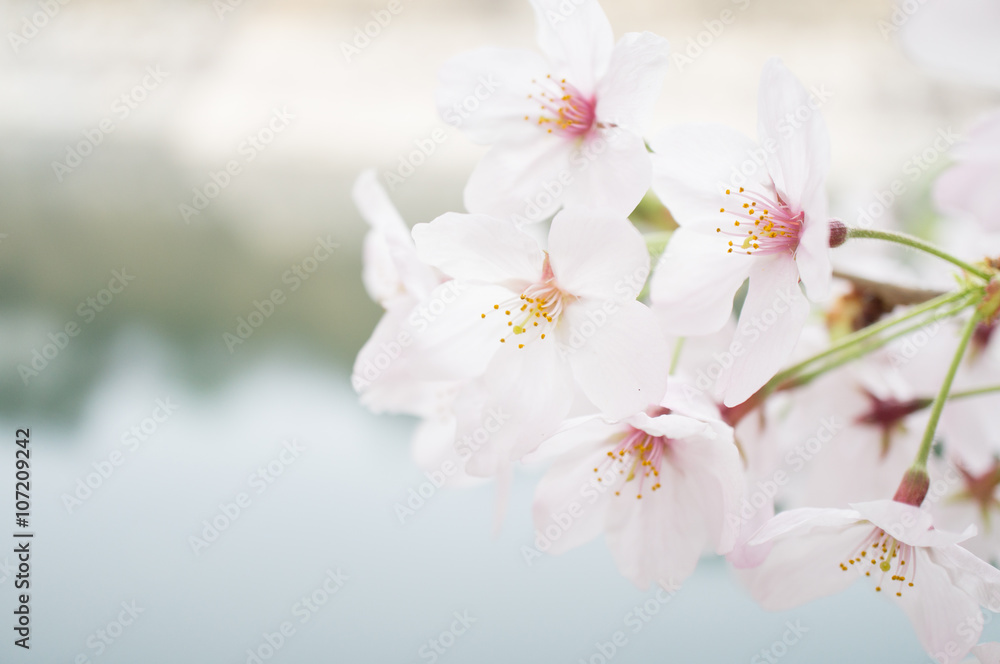 桜