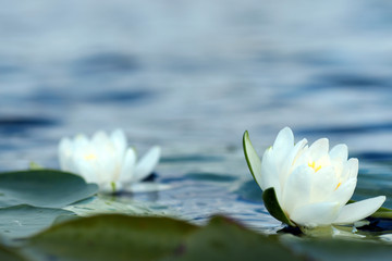 Acrylglasbilder Wasserlilien Reine weiße Seerose im Sommerlicht  © alexkich