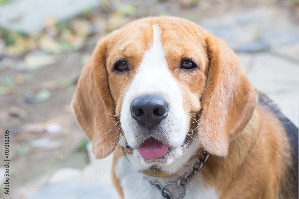 Beagle dog boy looking up Beagle dog boy looking up