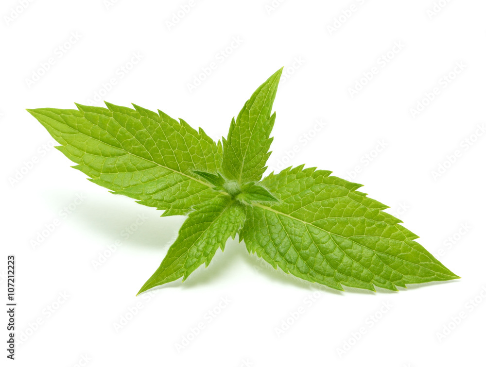 Mint leaves Mint leaves