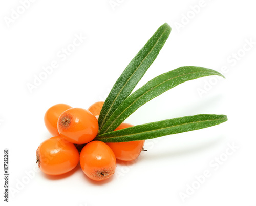 Sea buckthorn berries branch