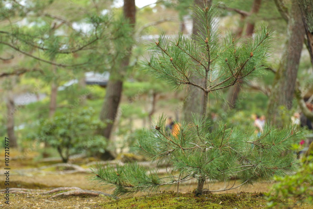 A small pine tree in the forest A small pine tree in the forest