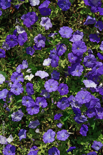 Many violet Petunia flowers as natural background.