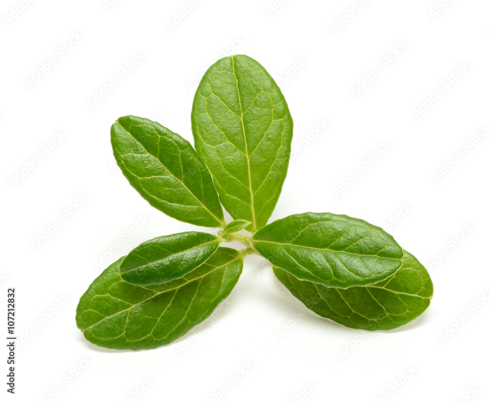 Cowberry branch isolated on white background Cowberry branch isolated on white background