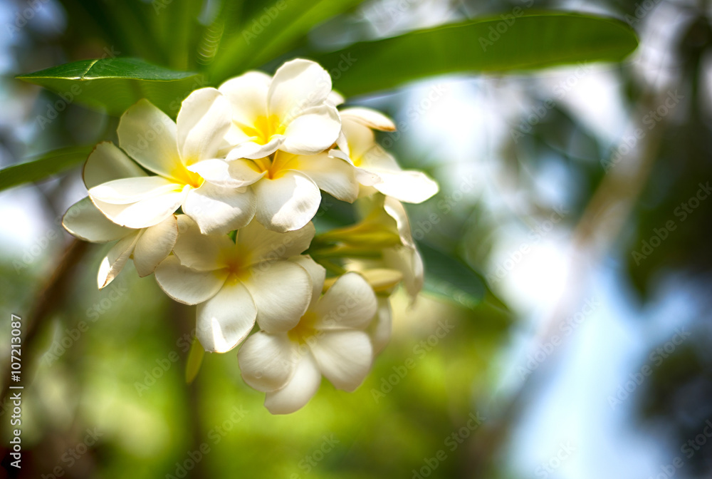 Plumeria