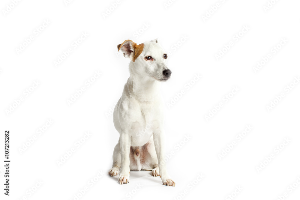 jack russell on white