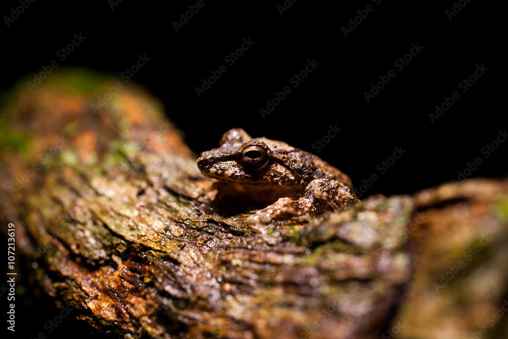 Naklejka premium Pseudophilautus - Shrub frog in natural habitat - Sinharaja rainforest, Sri Lanka