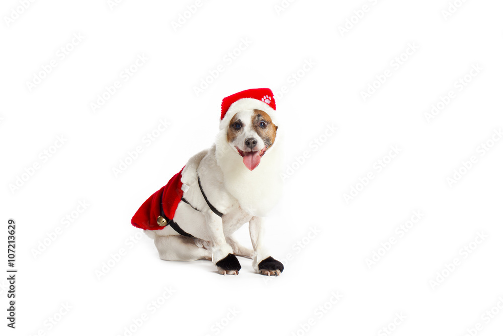 santa jack russell terrier