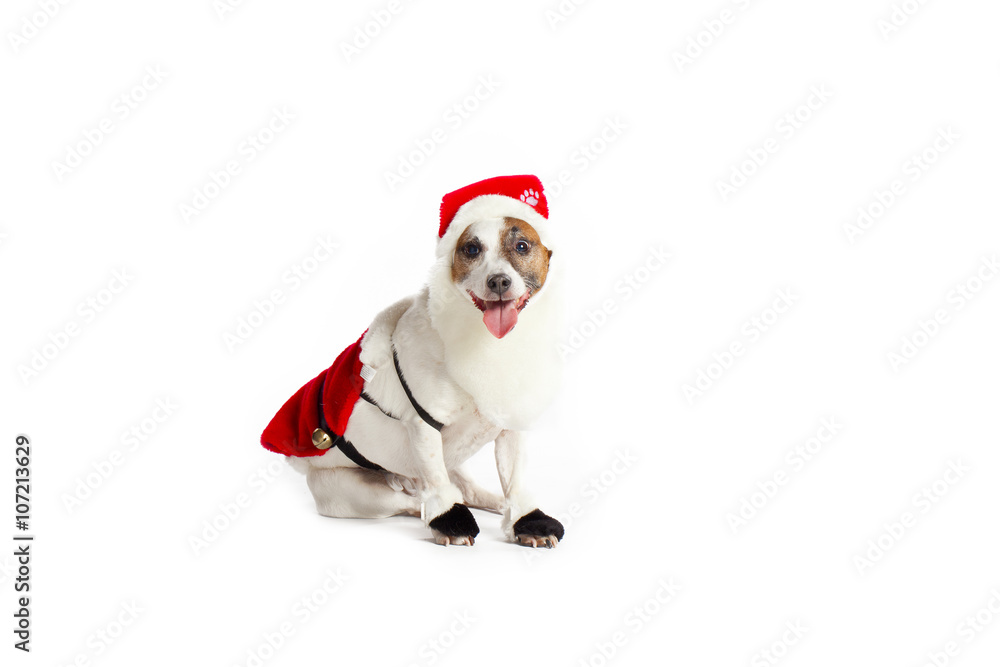 santa jack russell terrier santa jack russell terrier