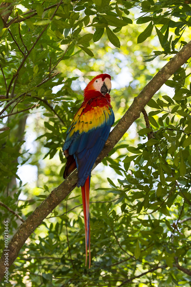 Obraz premium Ara parrot on tree