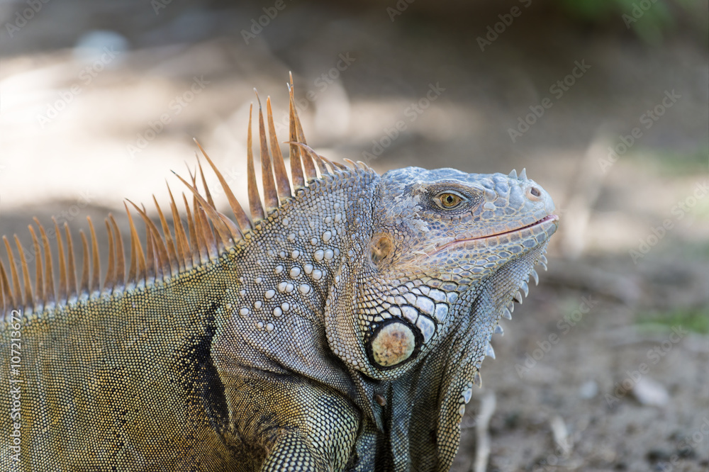 Obraz premium Big turtle iguana lizard