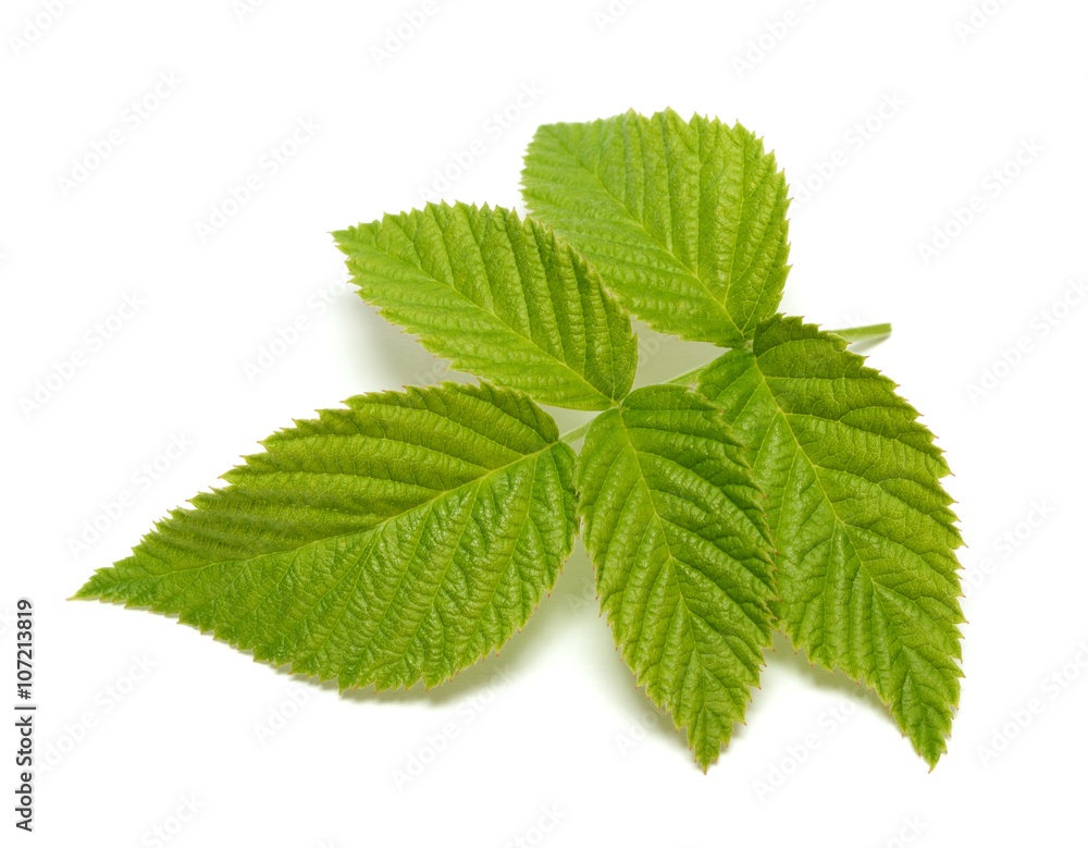 Raspberry leaf isolated on white background Raspberry leaf isolated on white background
